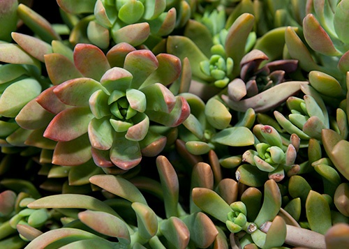 Close view of succulent plants with thick padded leaves, green tipped in a blush color.