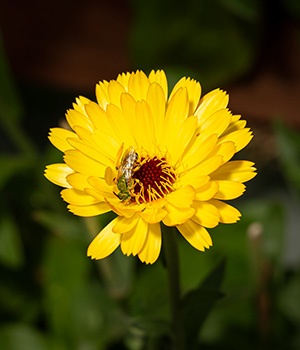 Yellow flower with iridescent green sweat bee