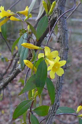 Bright yellow trumpet shaped flowers on a vine with longish narrow leaves