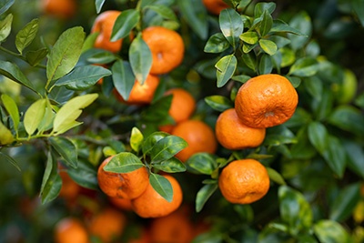 Orange citrus fruits on the tree