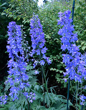 Tall spikes of indigo-blue, small, bell-shaped flowers