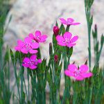Hot pink dianthus flowers. Dianthus have very simple petals.