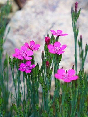 Hot pink dianthus flowers. Dianthus have very simple petals.