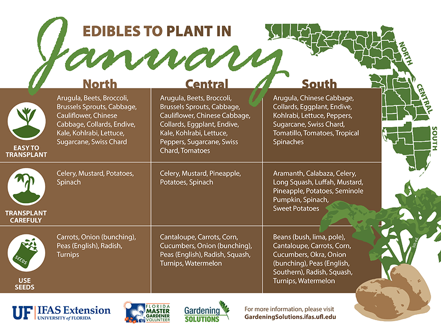 What to Plant in January 