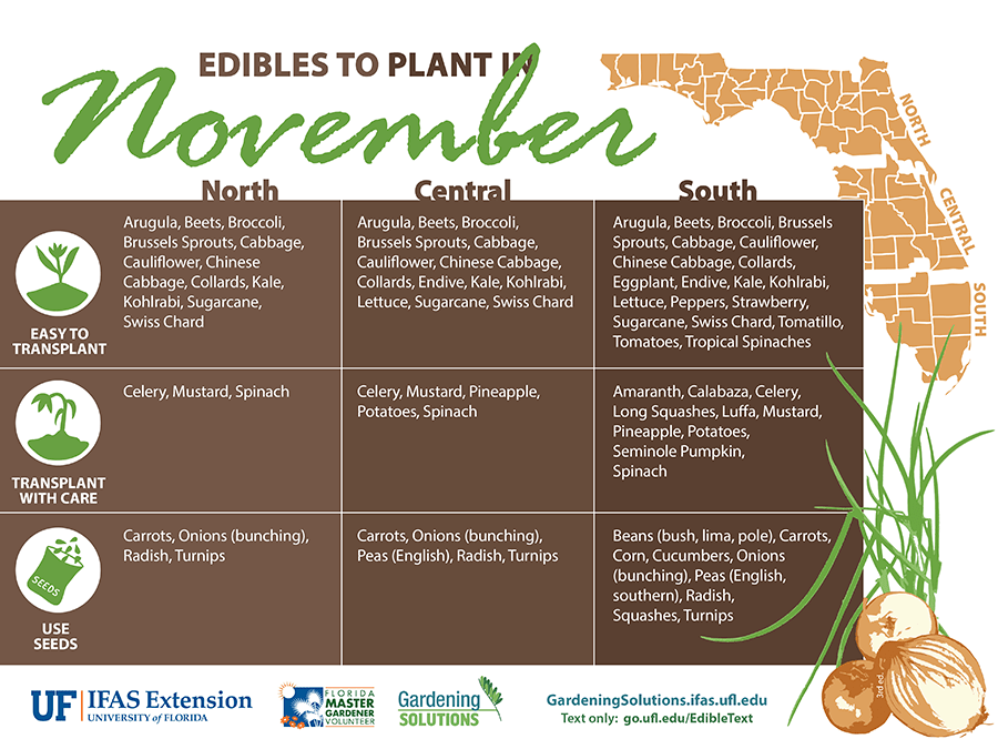 What to Plant in November