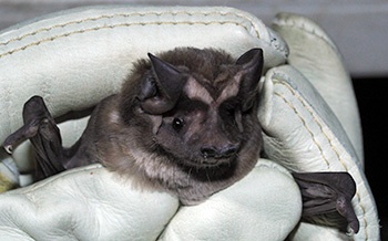A small bat is held by gloved hands, its prominent brow lending it the common name of Florida bonneted bat.