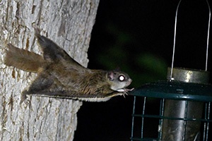 A flying squirrel reaches for a bird feeder clinging to a tree with its back paws. Stretched out, the rodent's extra skin can be seen, resembling a wingsuit.