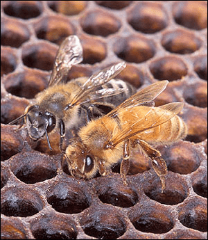 Adult African honey bees