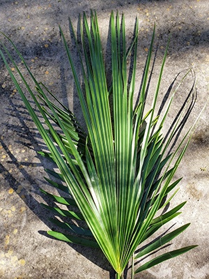 On top of the coontie they have laid a palmetto frond.