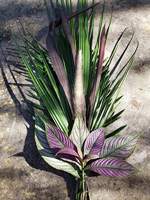Persian shield is a foliage plant with purple leaves that have a metallic sheen.