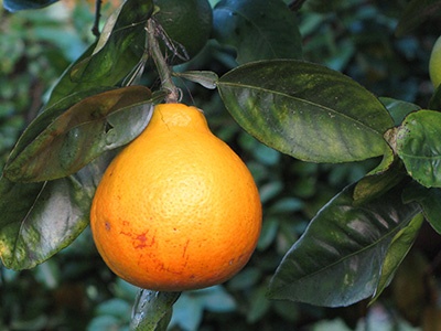 A tangelo citrus resembles an orange but with a distinctive bump at the stem giving it a bell shape.