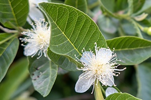 Guava flowers are small and white, with more stamens than petals giving them a fringed appearance.