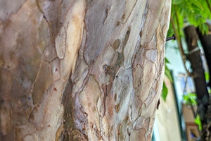 The bark of a guava tree is smooth in layers that peel.