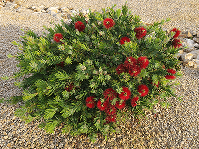 A small mounded shrub with delicate foliage and bright red bristly flowers that resembled bottle brushes