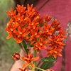 A cluster of small deep orange flowers
