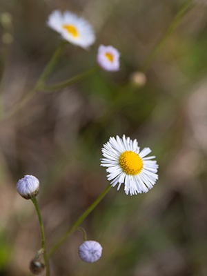 Tiny, weedy daisy like flowers with fuzzy yellow center and fringe like white petals.