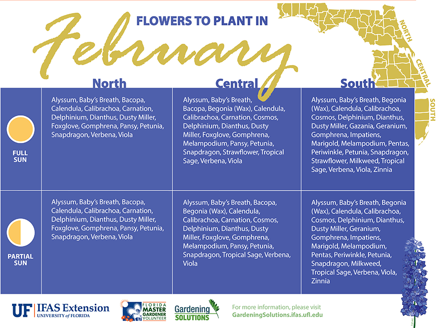 A list of Florida-Friendly flowers to plant in February