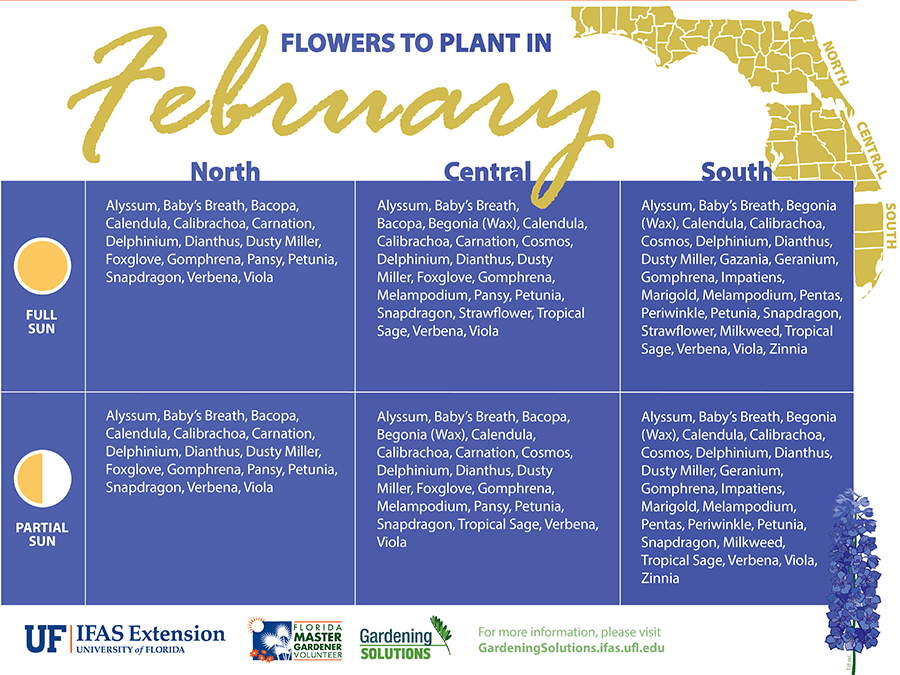 Flowers To Plant In February Gardening Solutions