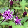 Small purple spindly flowers