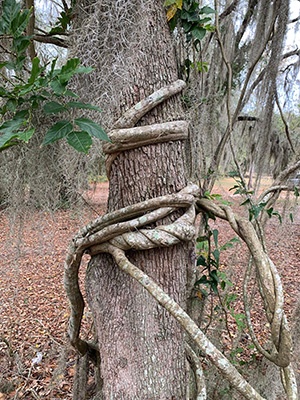 Thick rope-like vine of a very old wisteria wrapped around the trunk of a mature tree.