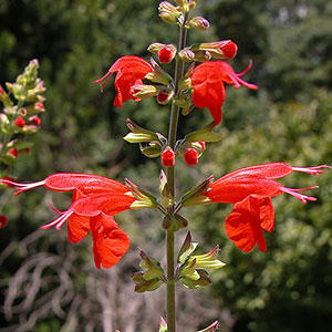 Spike of small, red, elongated flowers.