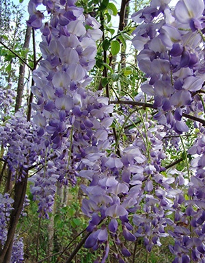 Clusters of lavender flowers hang from a vine covering a tree