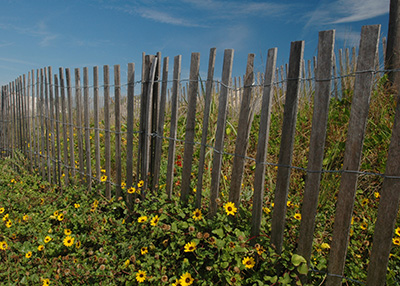 Beach sunflowers growing along a fence line protecting sand dunes. Behind the fence you can see sea oats on the dunes.