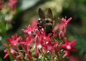 Bee on pink pentas flowers
