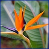 A bird of paradise blossom with bright orange feather like bracts and a purple feather shaped flower, very tropical looking