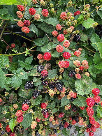 A blackberry bush covered with fruit. Photo by Zhanao Deng, used with permission.