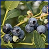 A branch of ripe blueberries.