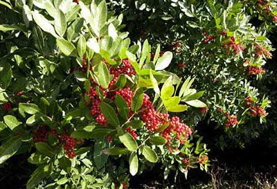 A green-leafed shrub with bright red berries.