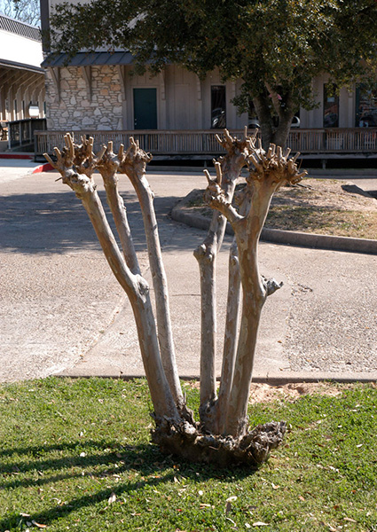 An overly pruned crapemyrtle tree with knotty stubs.