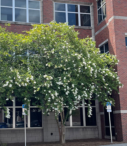Large crapemyrtle trees with white flowers in front of the East Campus main building.