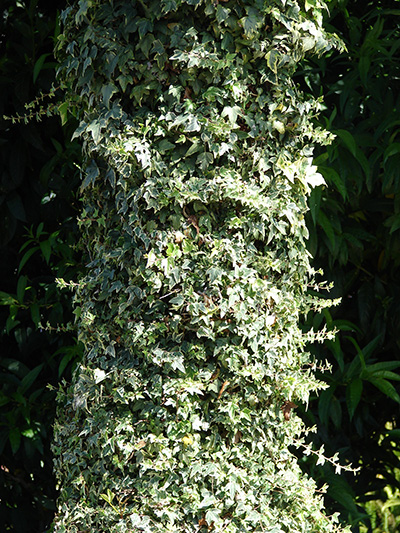 English ivy covering the trunk of a tree.