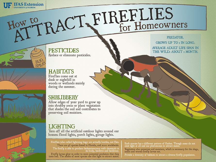 Illustration of a firefly with text tips on attracting fireflies to your yard. Text below.