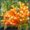 Bright orange cluster of tendril like flowers