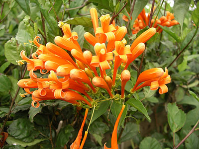 A tight cluster of 3-inch long, tubular, bright orange flowers
