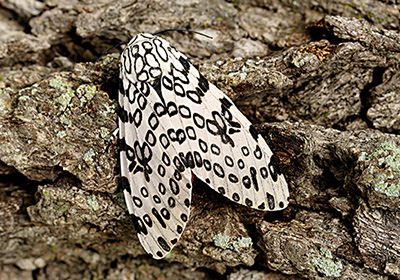 A starkly white moth with black spots, some spots are empty and ring like while some black markings are solid.