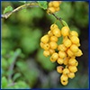 A tiny cluster of bright yellow fruits of golden dewdrop, resembling a small cluster of grapes