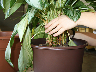 Hands placing a foliage plant into a pot