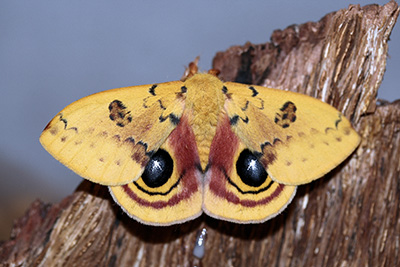 A butter yellow moth with very big black eyespots on its hind wings, ringed in red and black.