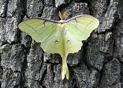 Large pale green moth with a elongated tail on its wings like a kite
