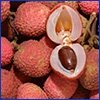 Lychee fruit are small, round, bumpy and red. One is opened to reveal white translucent flesh and a large brown seed.