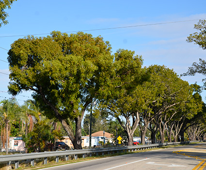 Giant trees line a busy neighborhood road. Photo by Stephen H. Brown, UF/IFAS