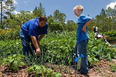 A man inspects vegetables in the garden while a boy looks on