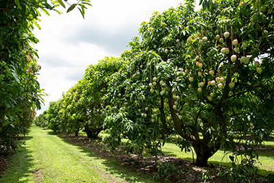 A row of rounded green mango trees in an orchard, fruit on the tree still green.