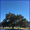 A huge live oak tree, its canopy wider than it is tall.