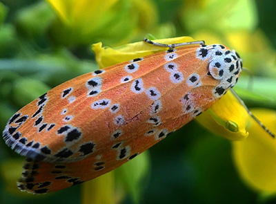 A moth, with bright orange wings that have bands of black and white going across, photo by Renato Guzman.