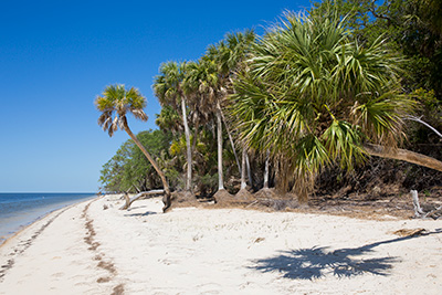 Palm trees along a sandy beach